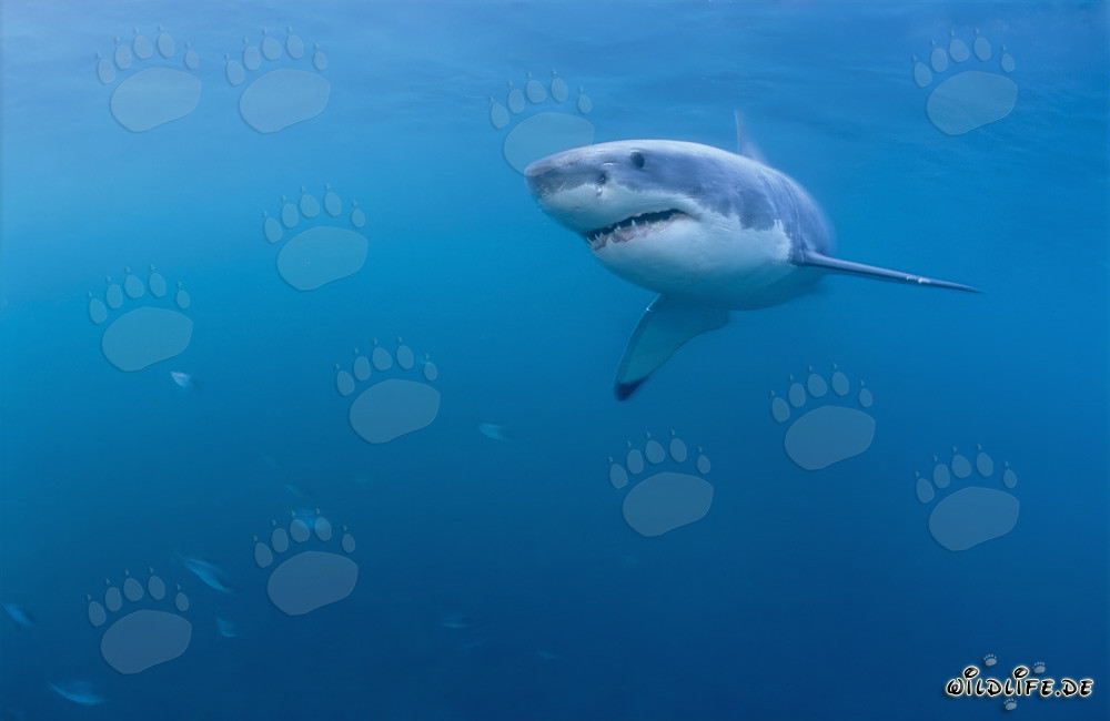 Jeune exemplaire de l'imposant Grand Requin Blanc