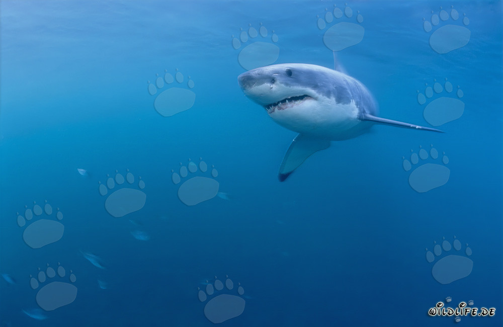 Young specimen of the impressive Great White Shark