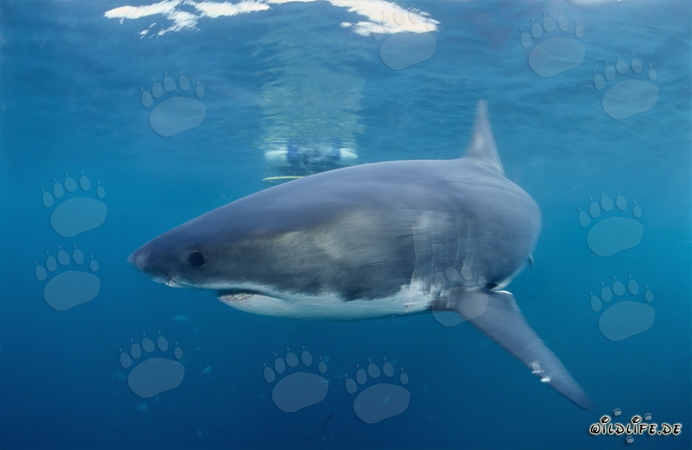 Grand requin blanc tourne excitant autour d'une cage de requin devant Geyser Rock et Dyer Island