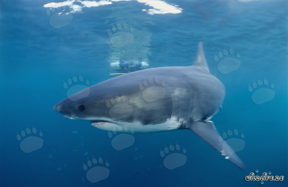 Grande squalo bianco circonda in modo eccitante una gabbia per squali di fronte a Geyser Rock e Dyer Island
