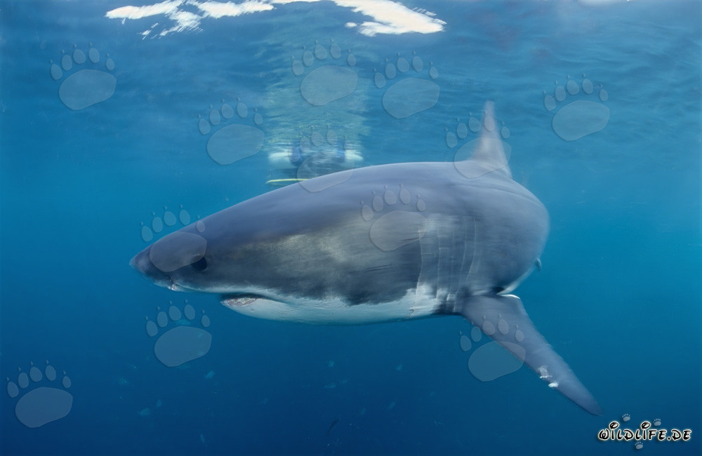 Great white shark excitingly circling a shark cage in front of Geyser Rock and Dyer Island