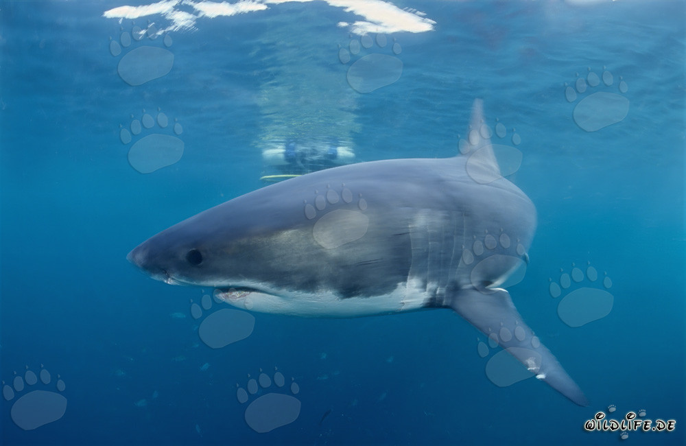 Großer Weißer Hai umkreist aufregend einen Haikäfig vor Geyser Rock und Dyer Island