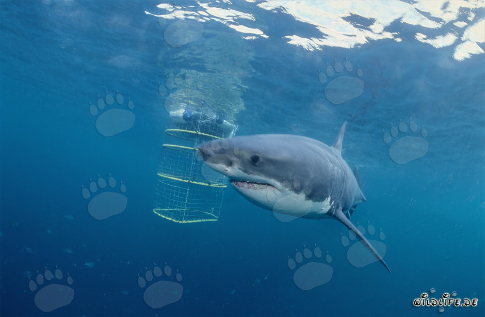 Gran tiburón blanco rodea la jaula de tiburones frente a la isla Dyer