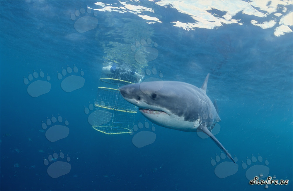 Grand requin blanc tourne autour de la cage de requin devant l'île Dyer