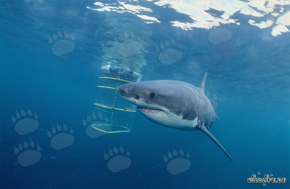 Grande squalo bianco circonda la gabbia degli squali davanti all'isola Dyer
