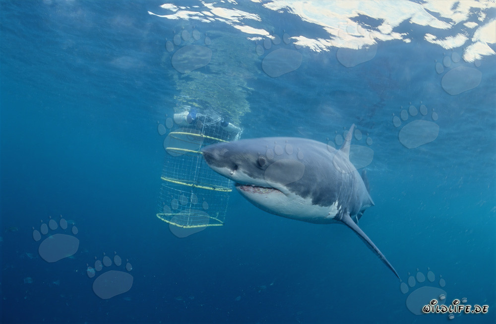 Great White Shark circling the shark cage in front of Dyer Island