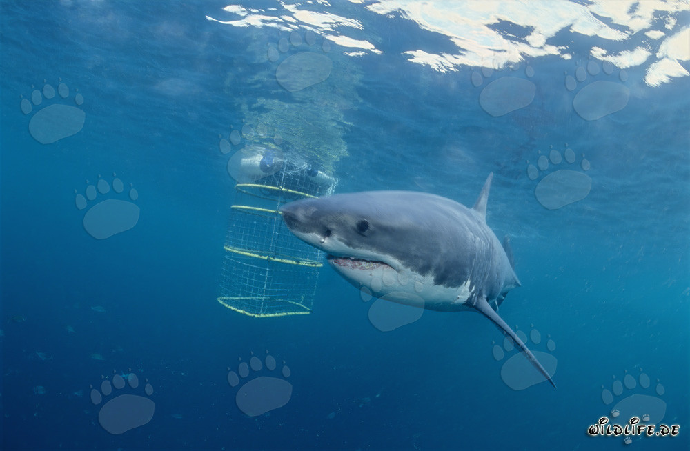 Großer Weißer Hai umkreist den Haikäfig vor Dyer Island