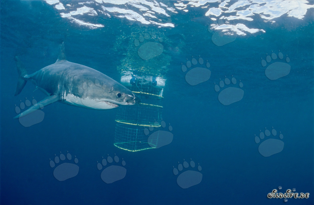 Grande squalo bianco esplora curiosamente la gabbia per immersioni di fronte a Geyser Rock e Dyer Island