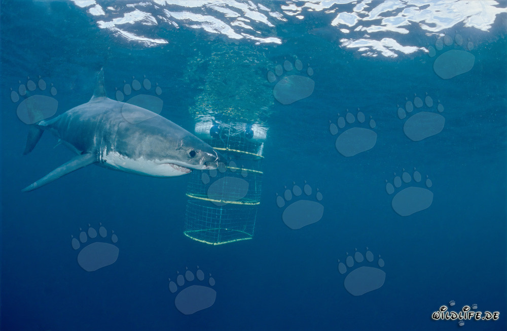 Great White Shark Curiously Explores the Shark Cage near Geyser Rock and Dyer Island