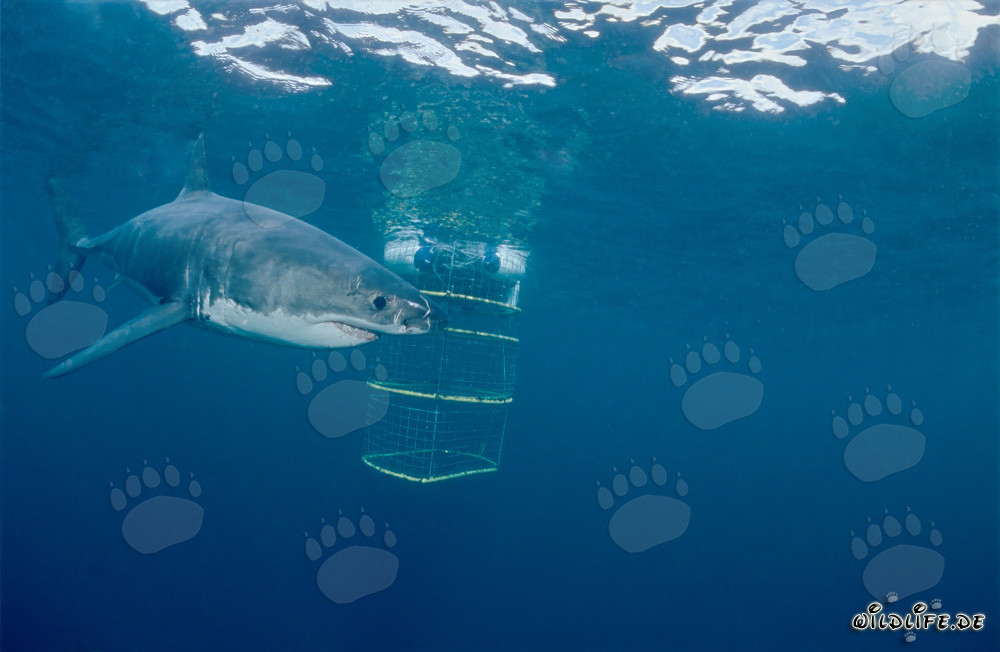 Großer Weißer Hai erkundet neugierig den Haikäfig vor Geyser Rock und Dyer Island