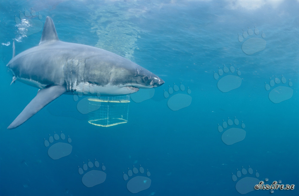 Fascinante Gran Tiburón Blanco explorando una jaula de tiburones en Gansbaai/Dyer Island