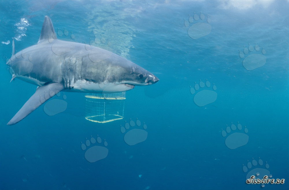 Impressive Great White Shark Exploring a Shark Cage in Gansbaai/Dyer Island