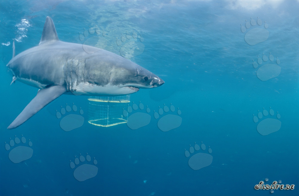 Requin blanc fascinant explorant une cage à requins à Gansbaai/Dyer Island