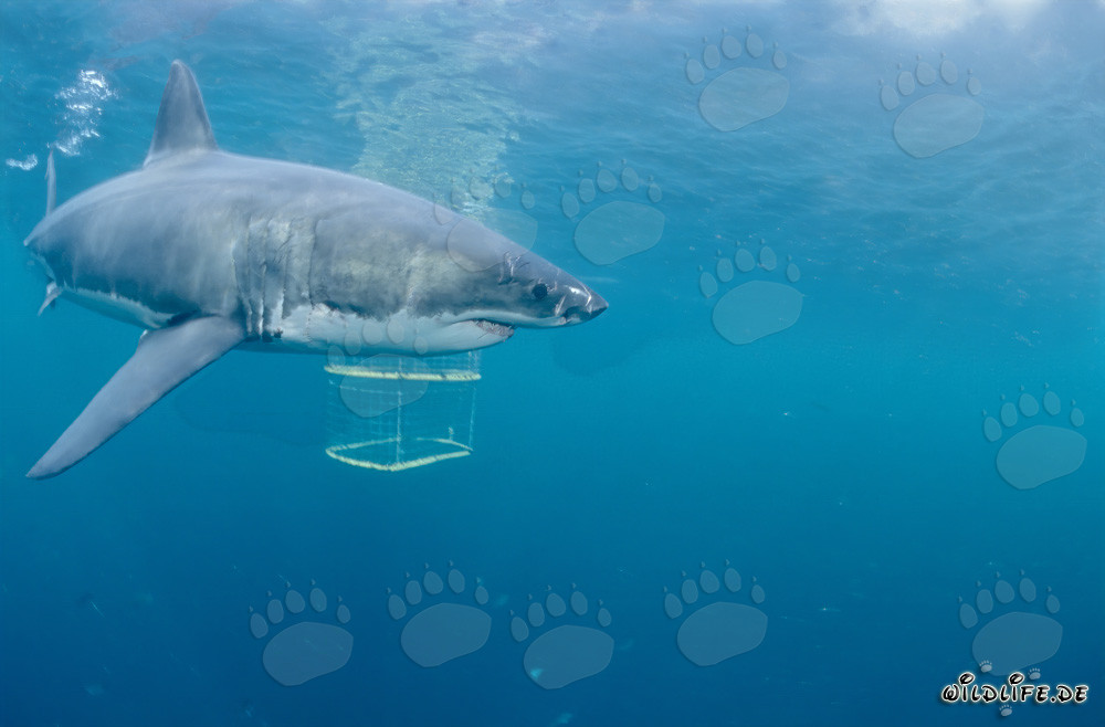 Faszinierender Weißer Hai beim Erkunden eines Haikäfigs in Gansbaai/Dyer Island