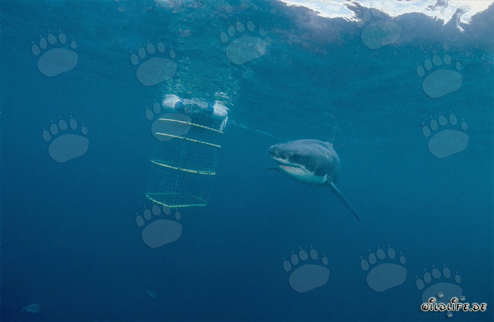 Gran tiburón blanco rodea fascinado la jaula de tiburones frente a Geyser Rock y Dyer Island