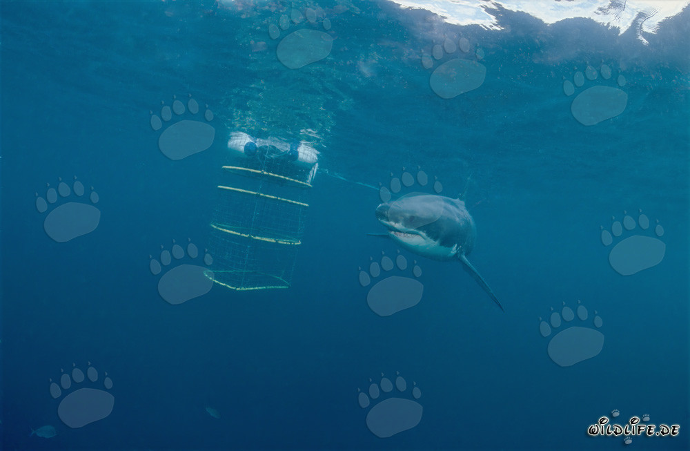 Grand requin blanc tourne autour de la cage de requin devant Geyser Rock et Dyer Island