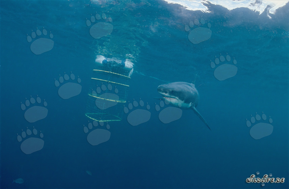 Great White Shark circling the shark cage in front of Geyser Rock and Dyer Island
