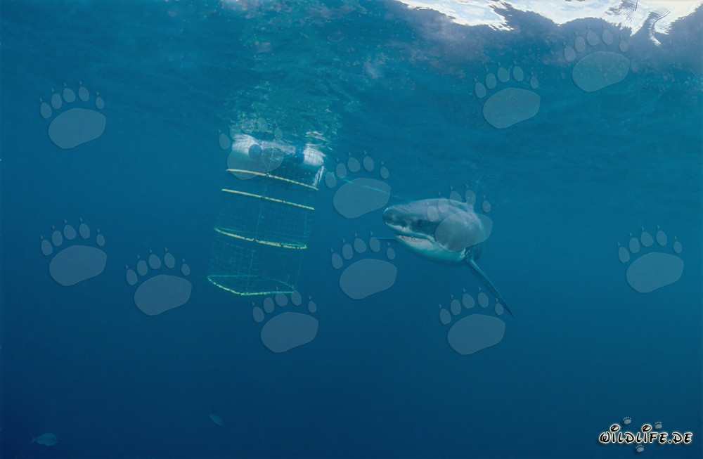 Weißer Hai umkreist fasziniert den Haikäfig vor Geyser Rock und Dyer Island