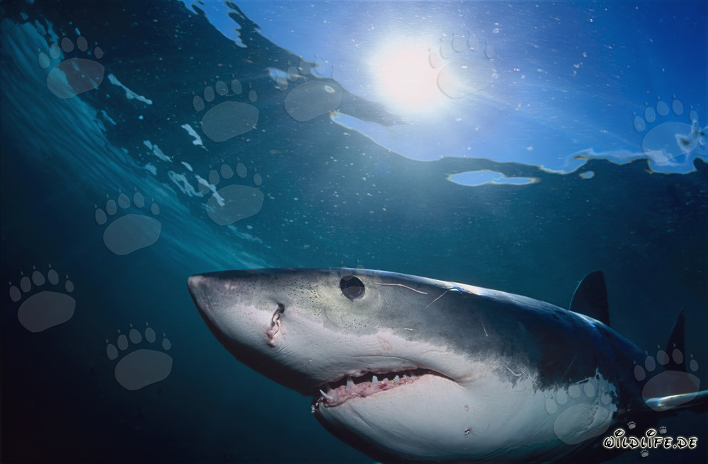 Gran tiburón blanco majestuoso nada cerca de Geyser Rock a través de la luz del sol