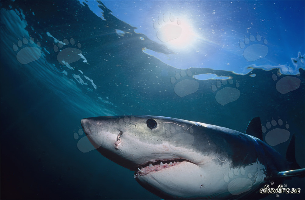Grand requin blanc majestueux nage près de Geyser Rock à travers la lumière du soleil
