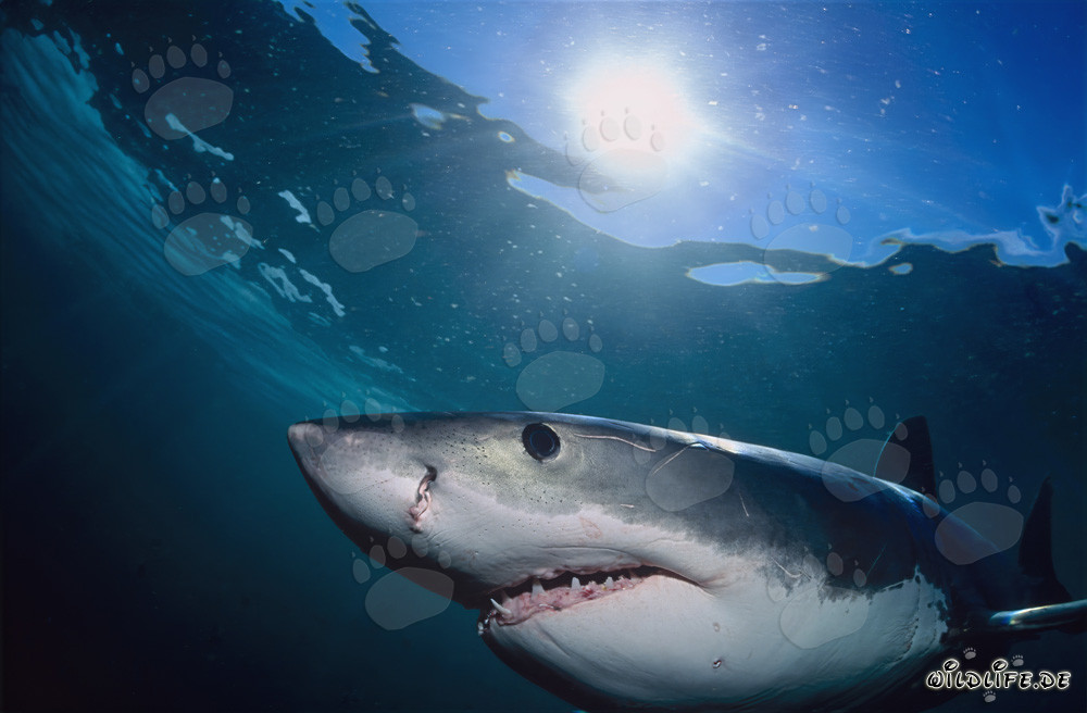 Majestic Great White Shark swims near Geyser Rock through the sunlight