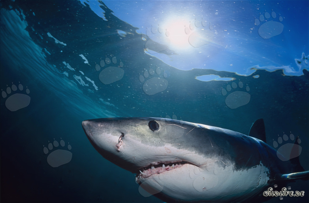 Majestätischer Weißer Hai schwimmt nahe Geyser Rock durch das Sonnenlicht