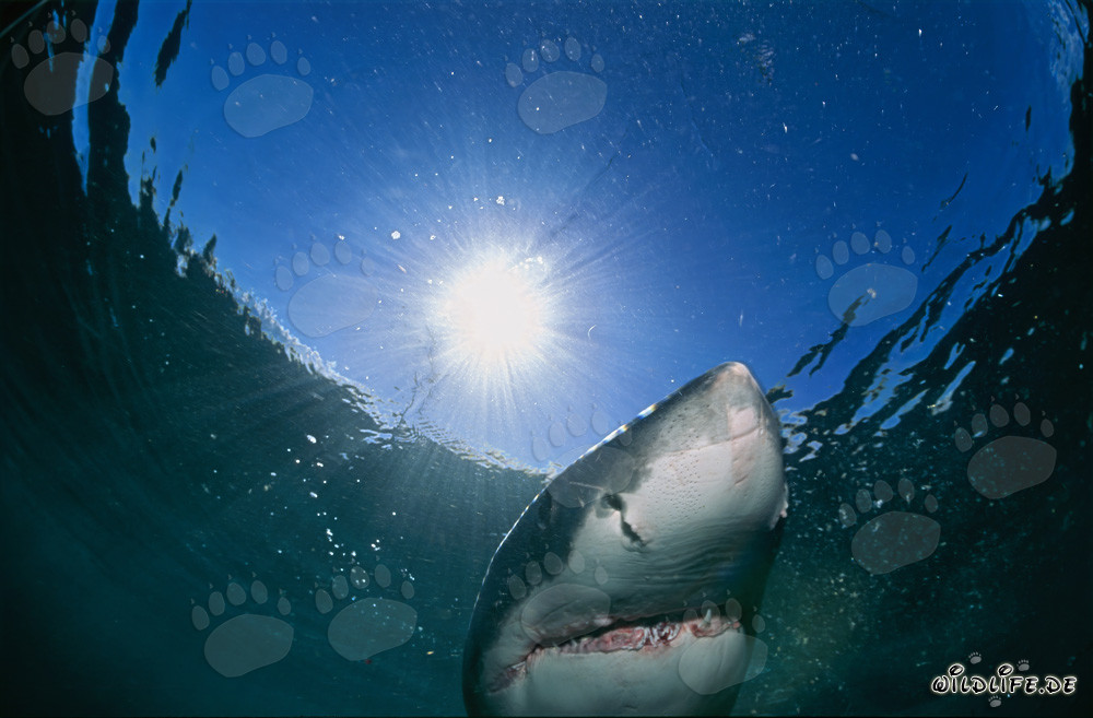 Gran tiburón blanco observando la superficie del agua