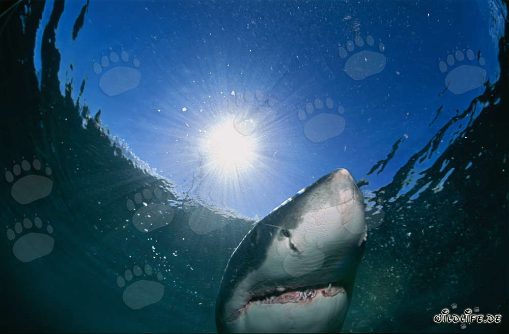 Grand requin blanc observant la surface de l'eau