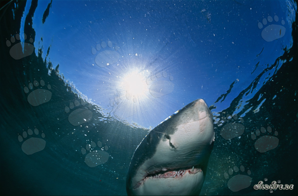 Great White Shark Observing the Water Surface