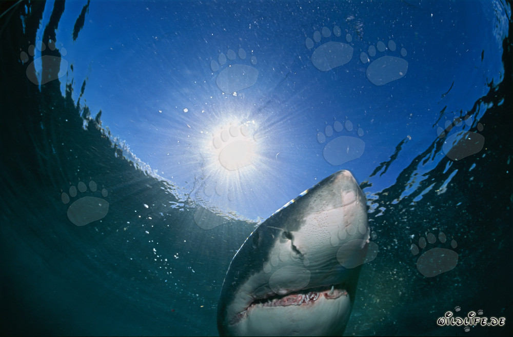 Großer Weißer Hai beobachtet die Wasseroberfläche