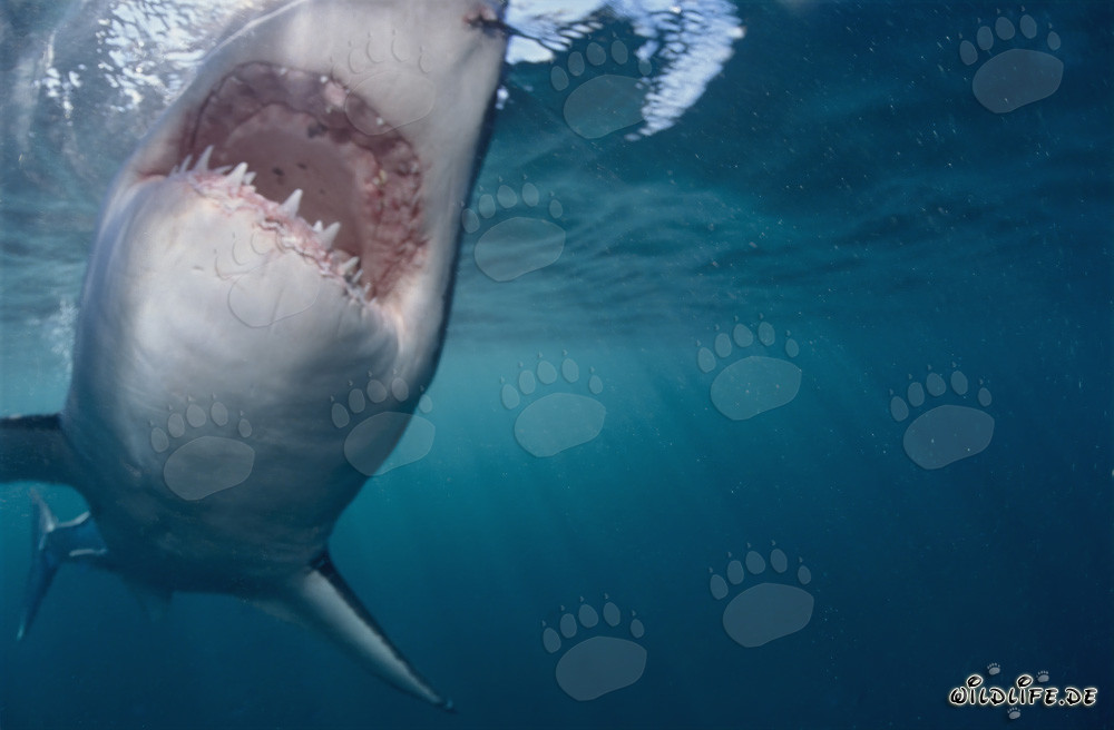 Grand requin blanc sur le point de mordre