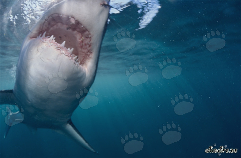 Great White Shark directly before biting