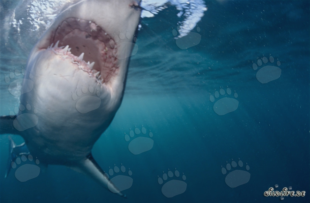 Tiburón blanco a punto de morder