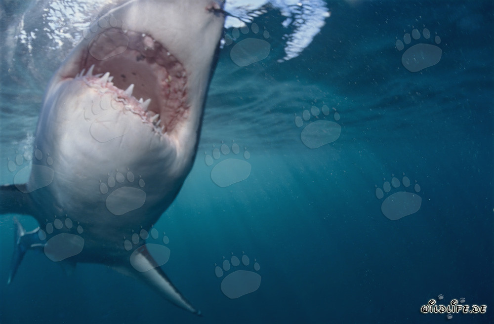 Weißer Hai kurz vor dem Zubeißen