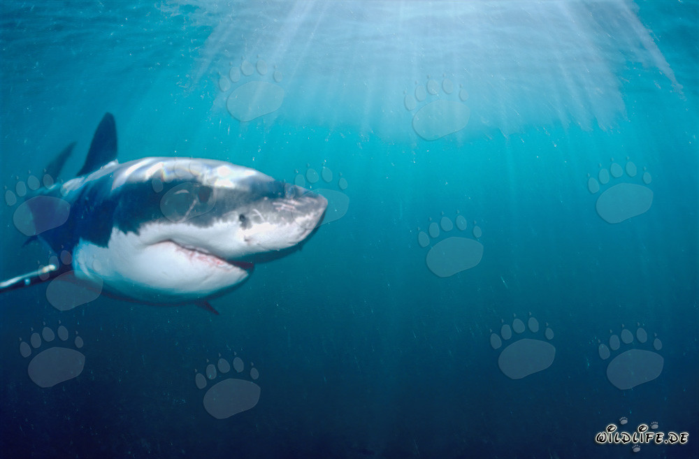 Grand requin blanc au large des côtes sud-africaines sous la lumière du soleil