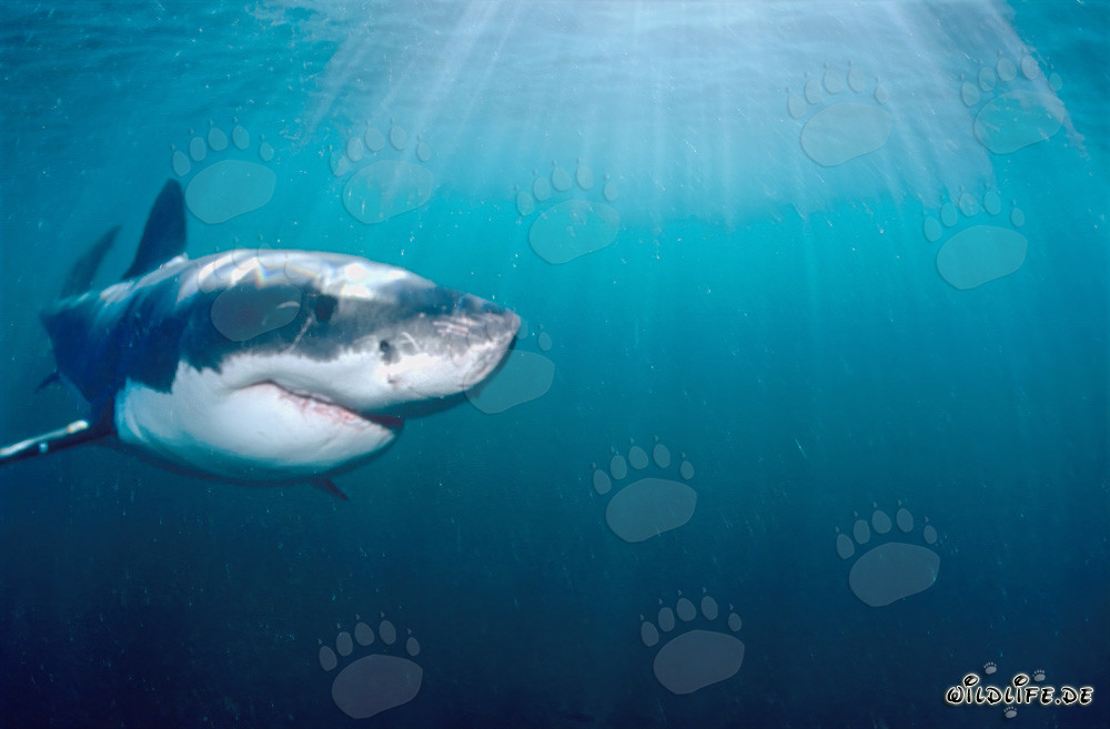 Great White Shark off the Coast of South Africa in Sunlight