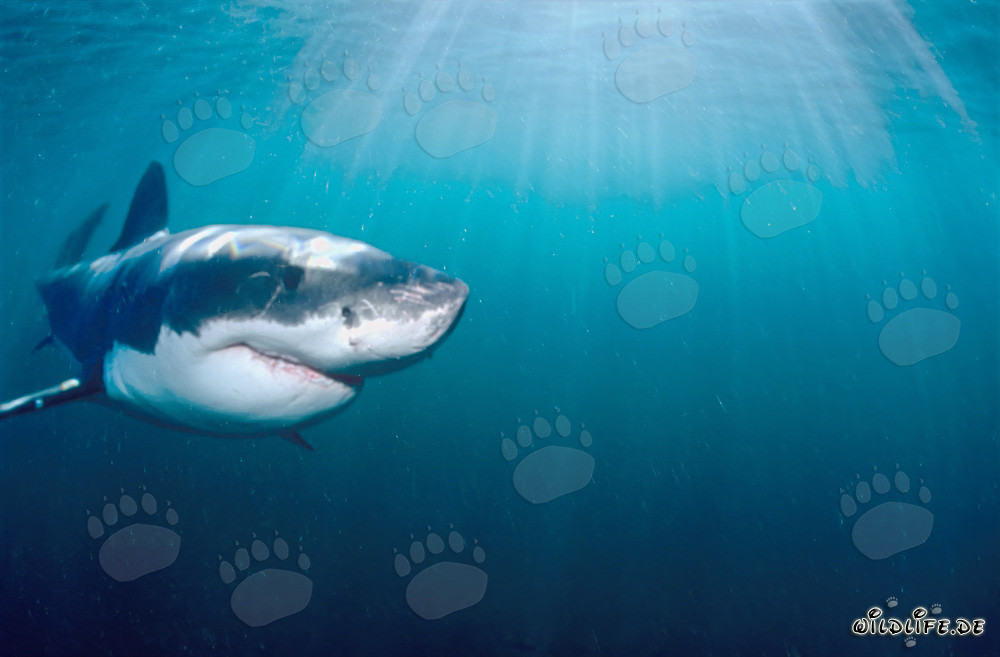 Squalo bianco al largo delle coste sudafricane sotto la luce del sole