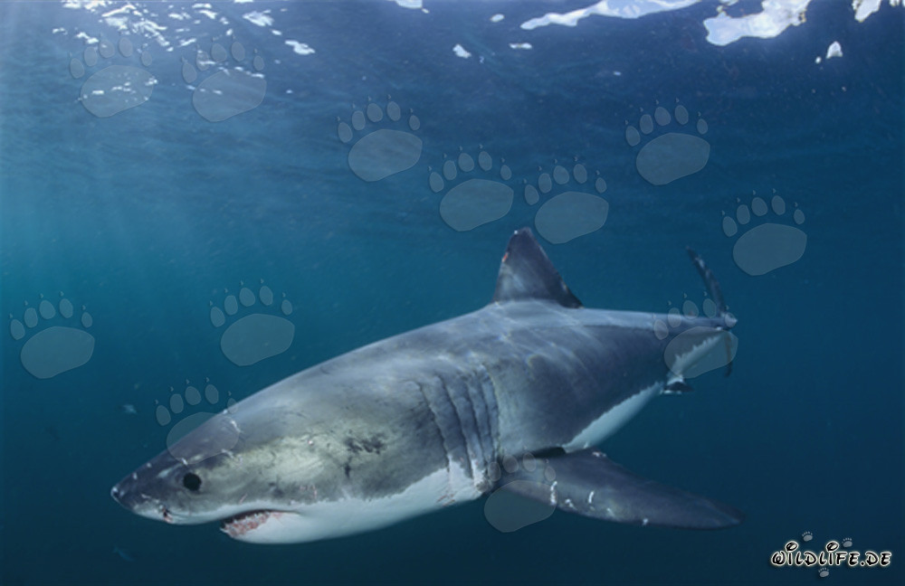 Impresionante Gran Tiburón Blanco cazando en Sudáfrica