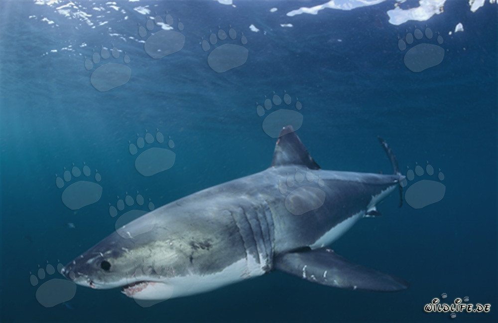 Impressive Great White Shark Hunting in South Africa