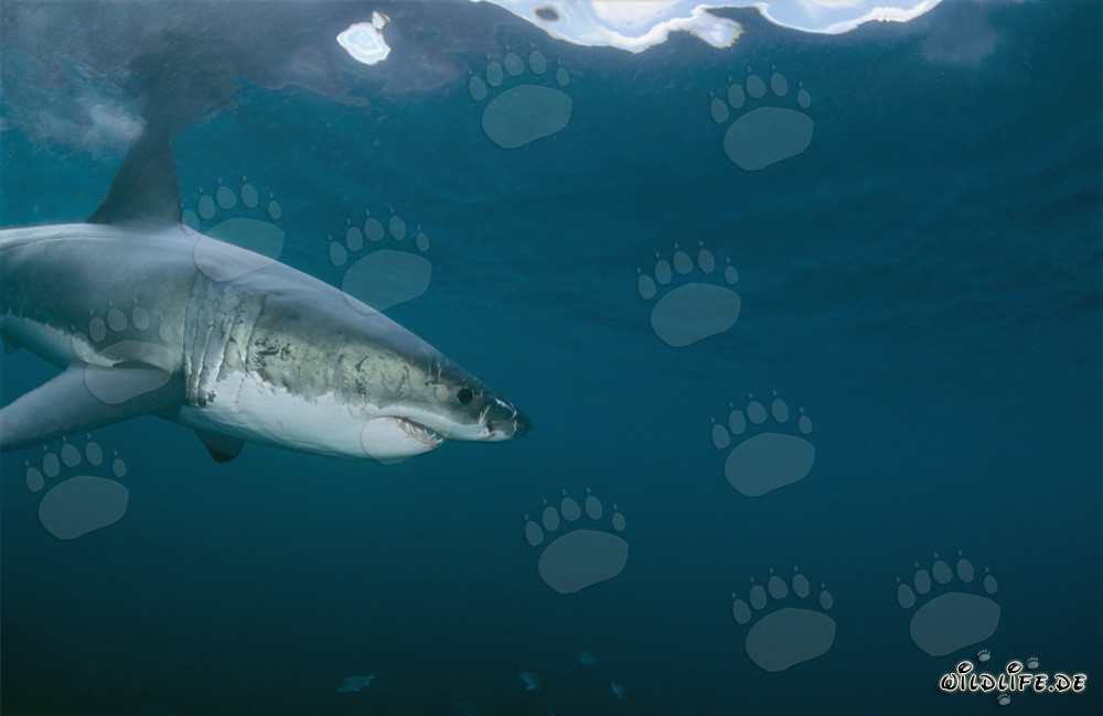 Impresionante Gran Tiburón Blanco descubre un objeto interesante bajo el agua