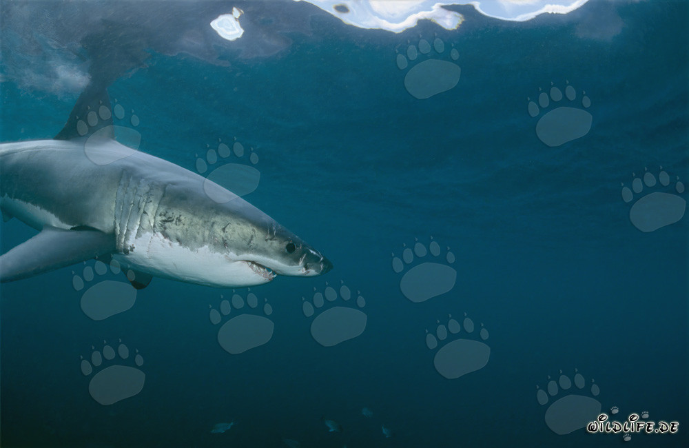 Impressionnant Grand Requin Blanc découvre un objet intéressant sous l'eau