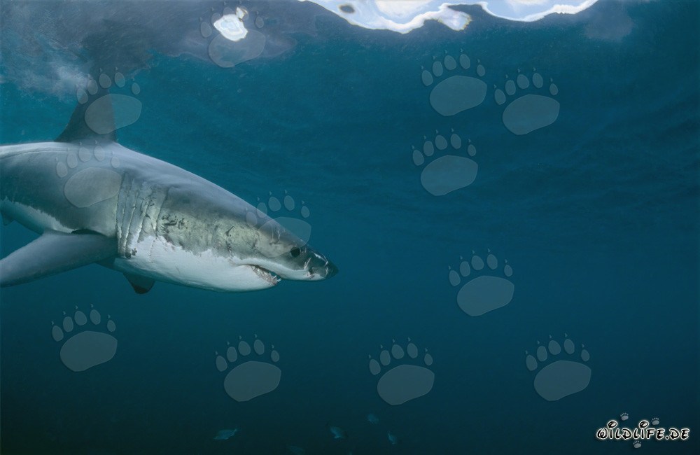 Impressive Great White Shark Spots Intriguing Object Underwater