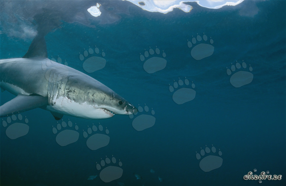 Imposanter Weißer Hai entdeckt interessantes Objekt unter Wasser