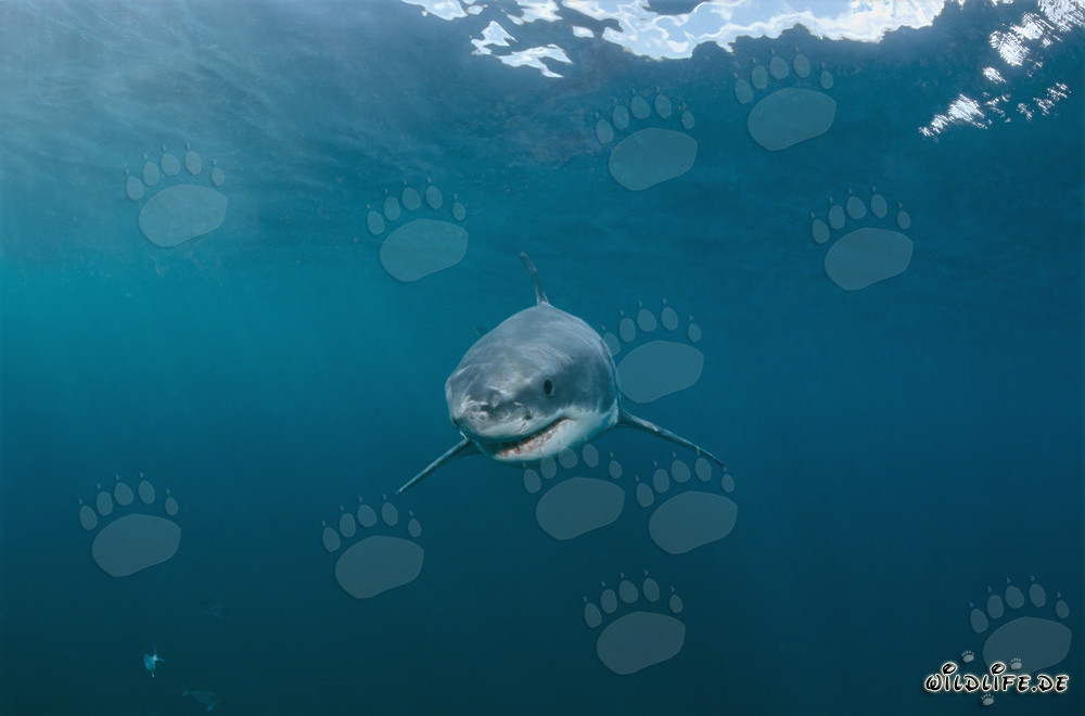 Curious Baby Great White Shark exploring the surroundings