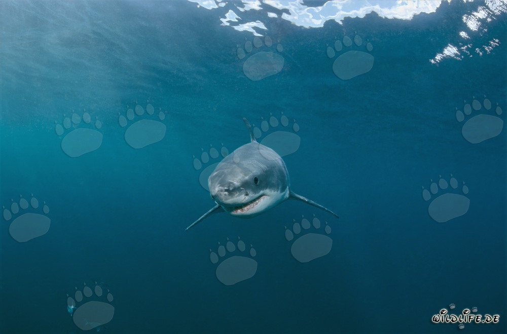 Jeune bébé requin blanc curieux explore son environnement