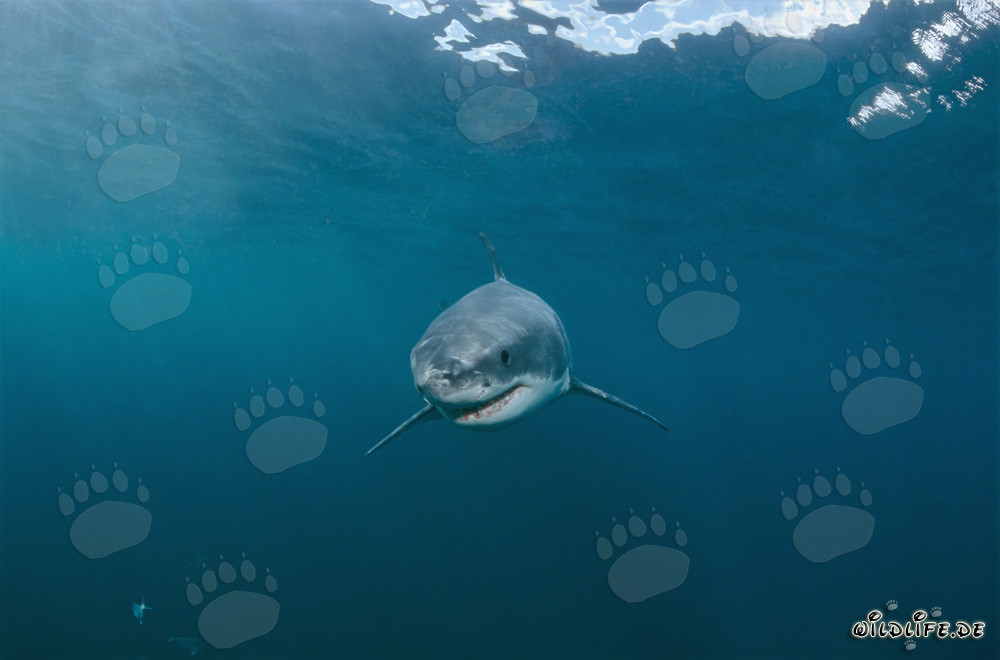 Joven tiburón blanco curioso explora su entorno