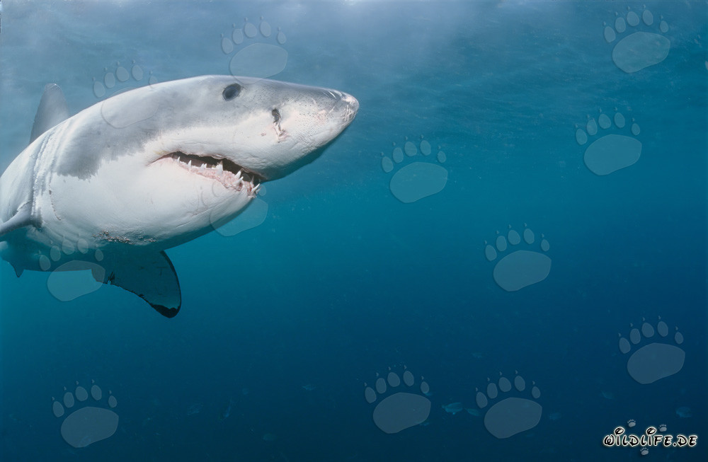 Portrait majestueux d'un grand requin blanc