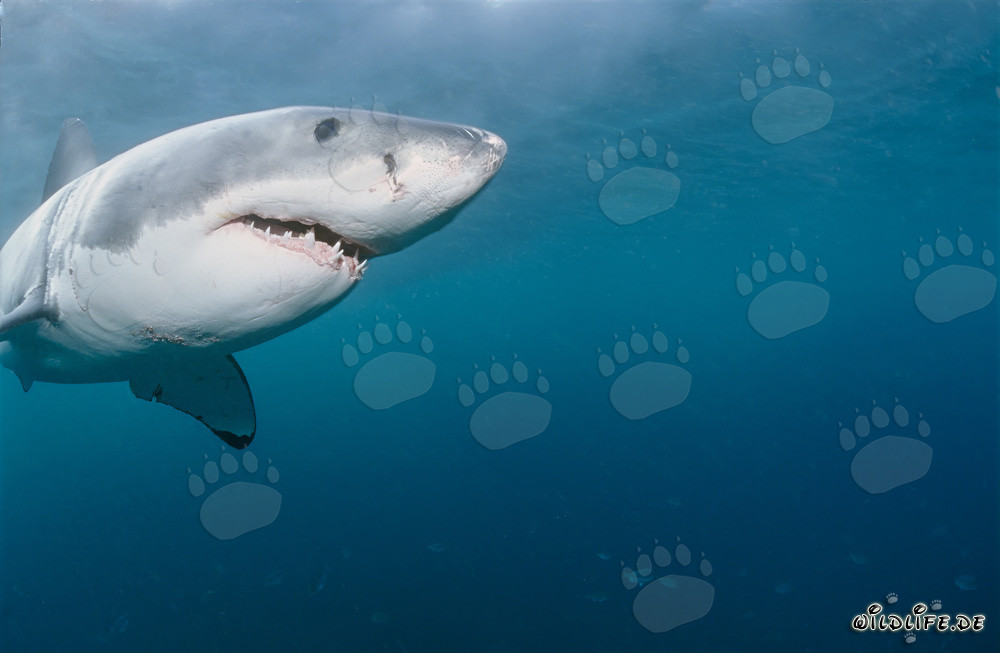 Majestic portrait of a Great White Shark