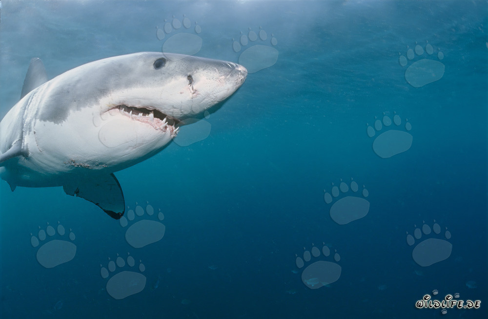 Ritratto maestoso di uno squalo bianco