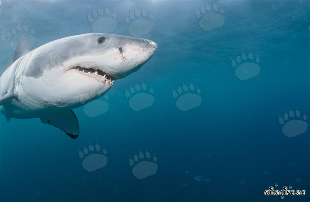 Retrato majestuoso de un tiburón blanco